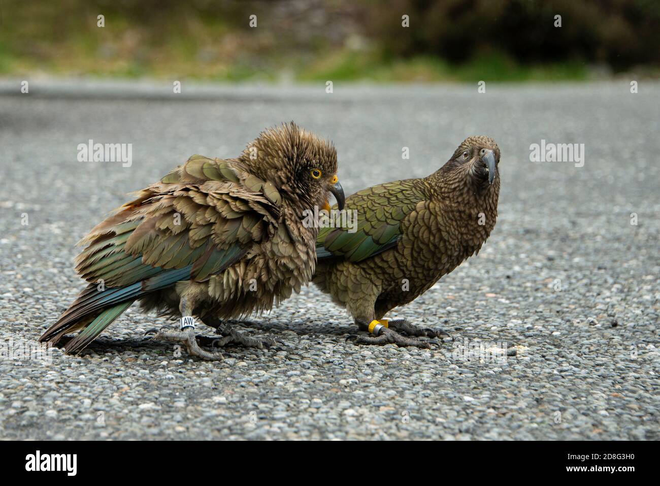 Ritratto in primo piano di due uccelli contrassegnati Kea, l'unico vero pappagallo alpino del mondo, l'Isola del Sud della Nuova Zelanda Foto Stock