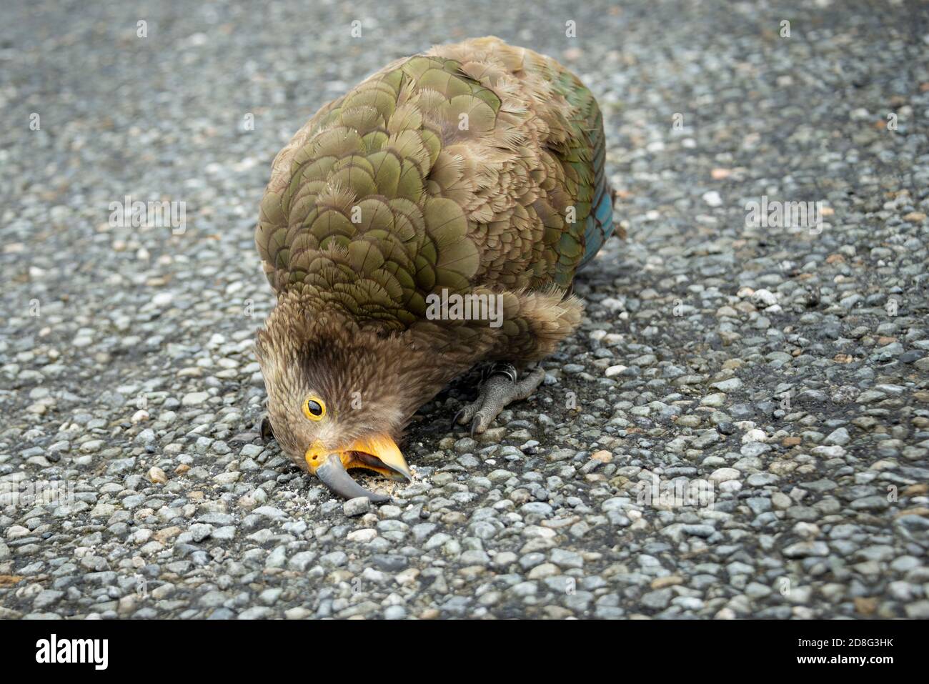 Un uccello Kea che mangia pangrattato sul terreno pavimentato di un parcheggio in Arthurs Pass, Nuova Zelanda dell'Isola del Sud Foto Stock