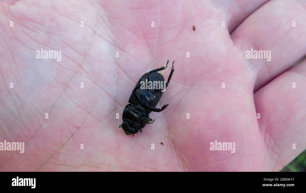 Un primo piano di un grande insetto nero che giace morto sul palmo dell'uomo Foto Stock