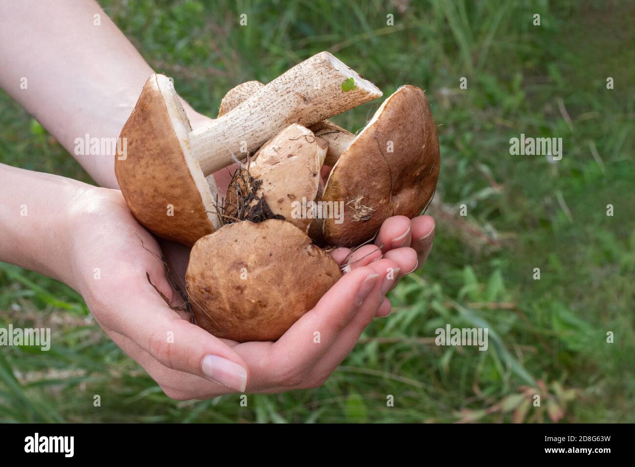 Primo piano di mani femminili stanno tenendo i funghi raccolti nella foresta. Fresco, gustoso, boletus. Concetto di cibo sano Foto Stock