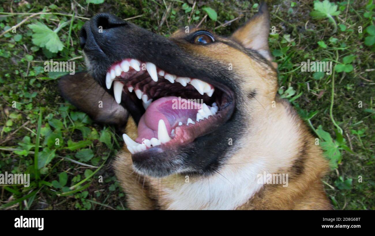 Primo piano di una bocca aperta di un cane nero giallo con denti bianchi Foto Stock