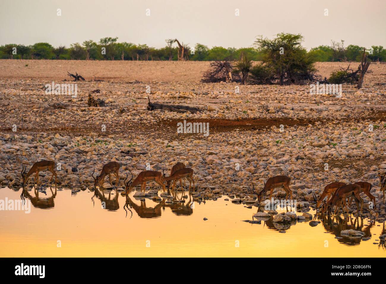 Mandria di antilopi acqua potabile nel Parco Nazionale di Etosha, Namibia Foto Stock