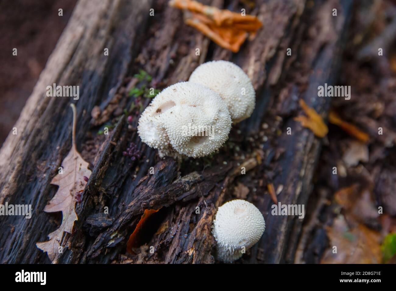 I funghi puffball comuni, Lycoperdon perlatum, che cresce su un tronco di albero morto, che marcio caduto Foto Stock