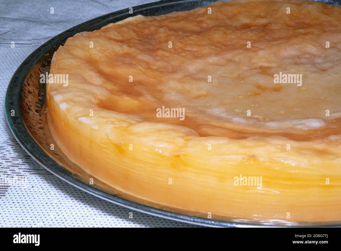 Primo piano di grandi scoby freschi (coltura simbiotica di batteri e lieviti) immagine kombucha Foto Stock
