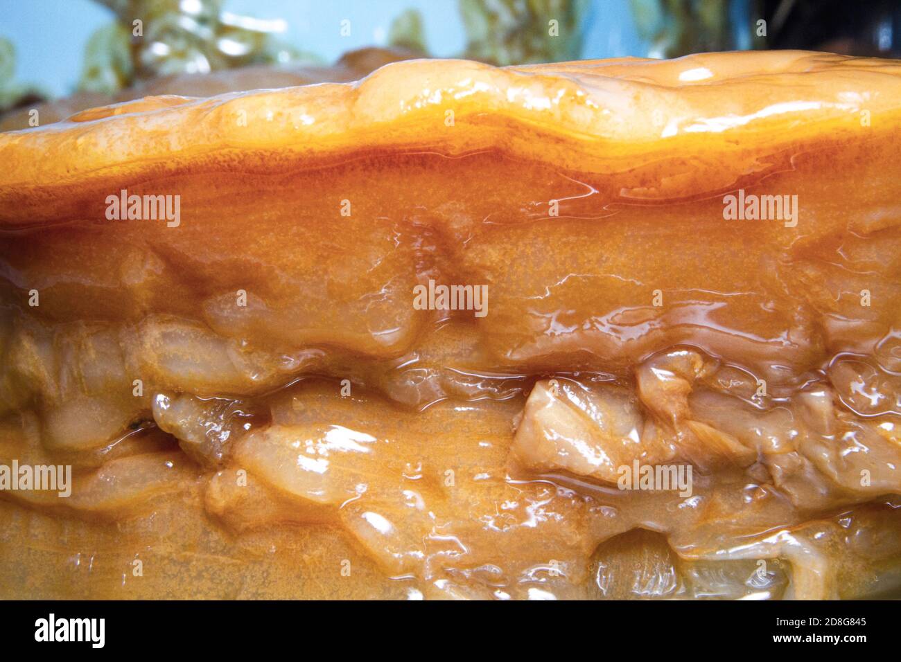 Primo piano di un vecchio cucchiaio spesso (coltura simbiotica di batteri e lieviti) immagine kombucha Foto Stock