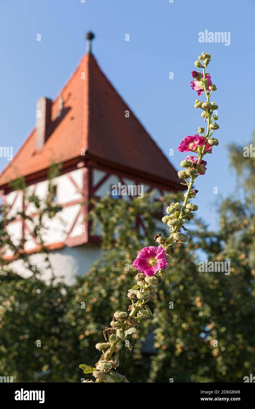Beilngries, Stockrose, Flurerturm, Garten Foto Stock