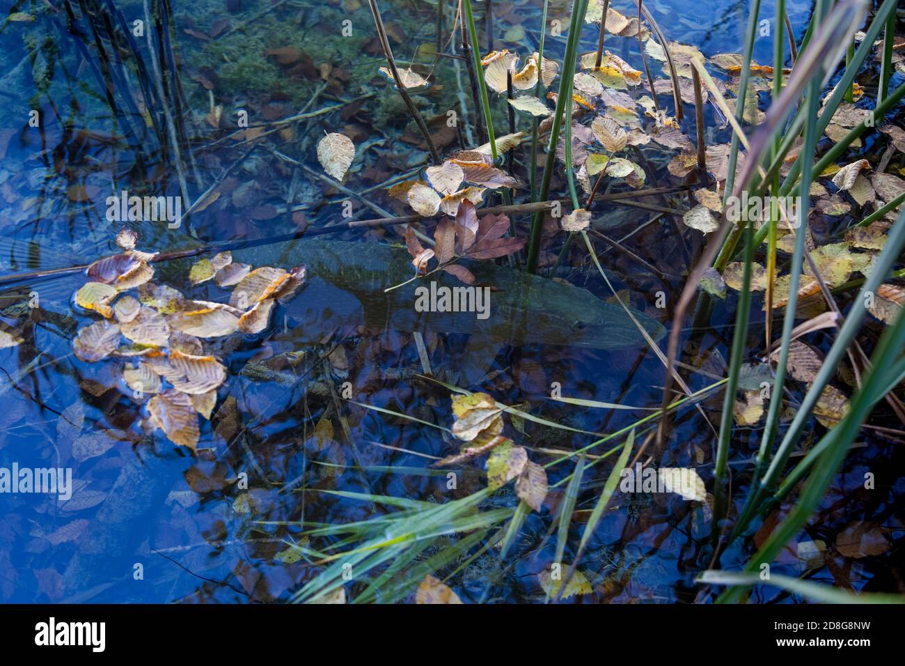 Il luccio settentrionale (Esox lucius) in acque poco profonde dei laghi di Plitvice, Croazia Foto Stock