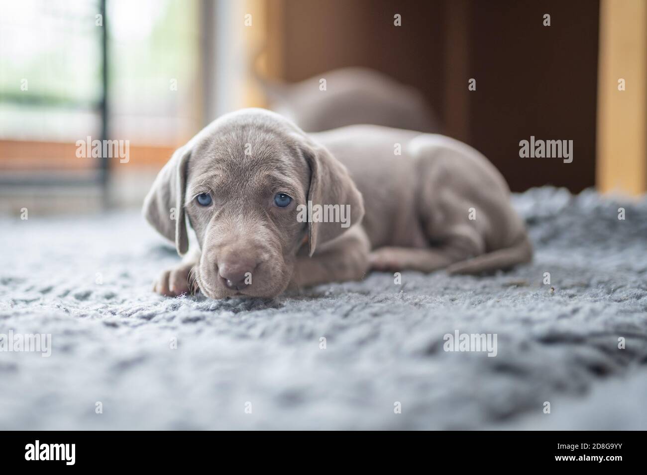 Cucciolo di weimaraner Hound che indica cane che si posa su banchetto grigio in casa. Foto Stock