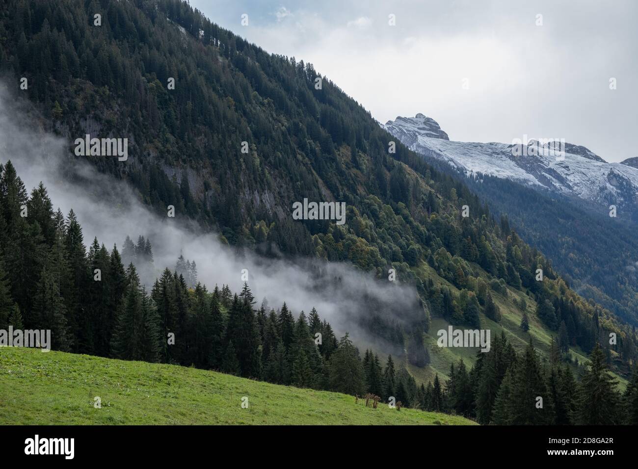 Vista maestosa di un pendio di montagna densamente boschivo in un nuvole basse Foto Stock