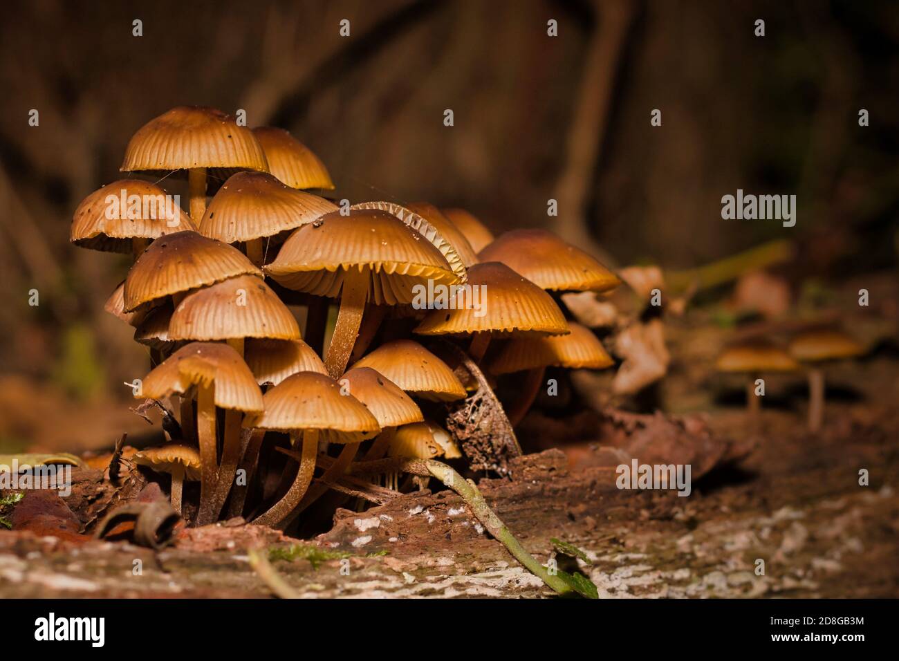 Funghi meravigliosi Foto Stock