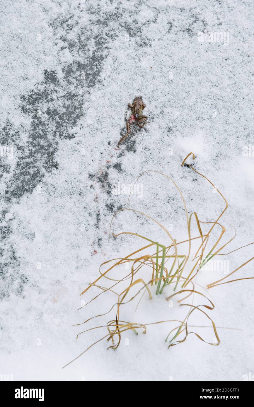Rana morta peccata da uccelli sulla superficie di un lago ghiacciato. Foto Stock