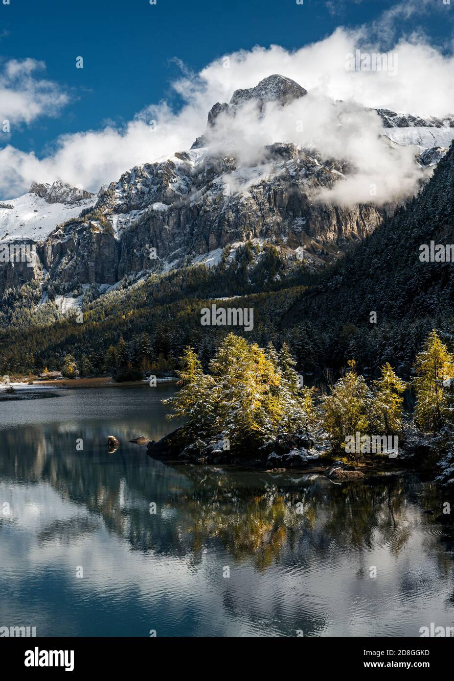 Larice giallo in autunno a Lac de Derborence in vallese Foto Stock