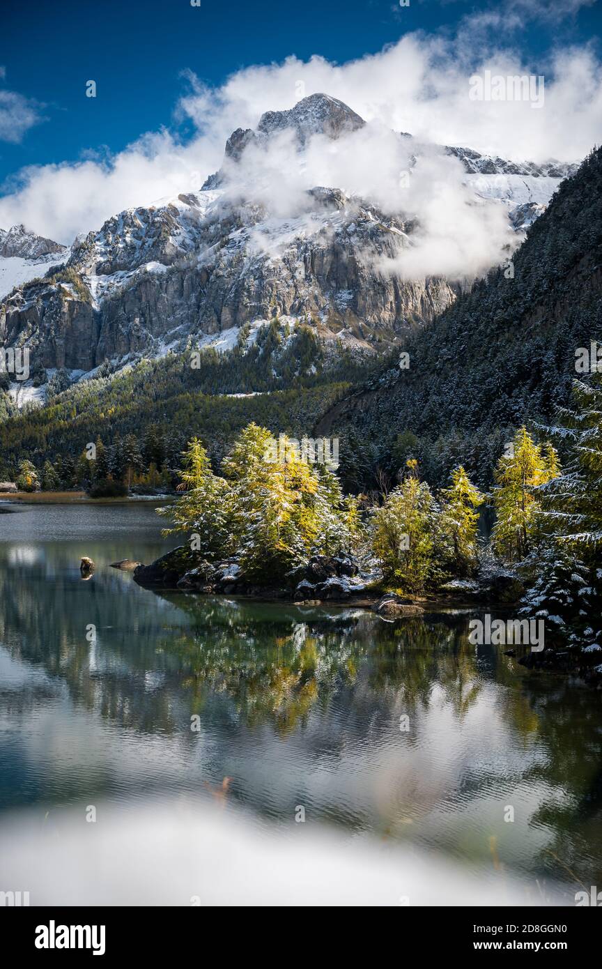 Larice giallo in autunno a Lac de Derborence in vallese Foto Stock