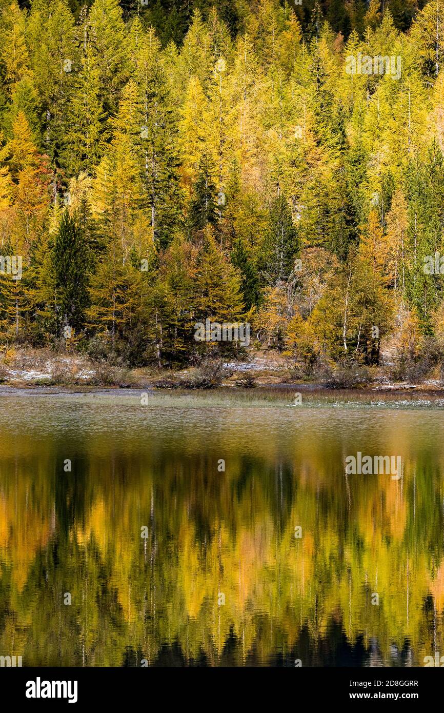 larici gialli riflesso in lago di montagna Foto Stock