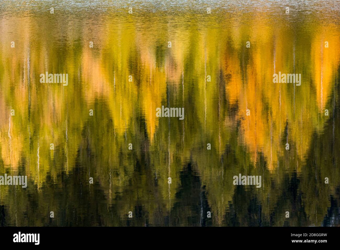 larici gialli riflesso in lago di montagna Foto Stock