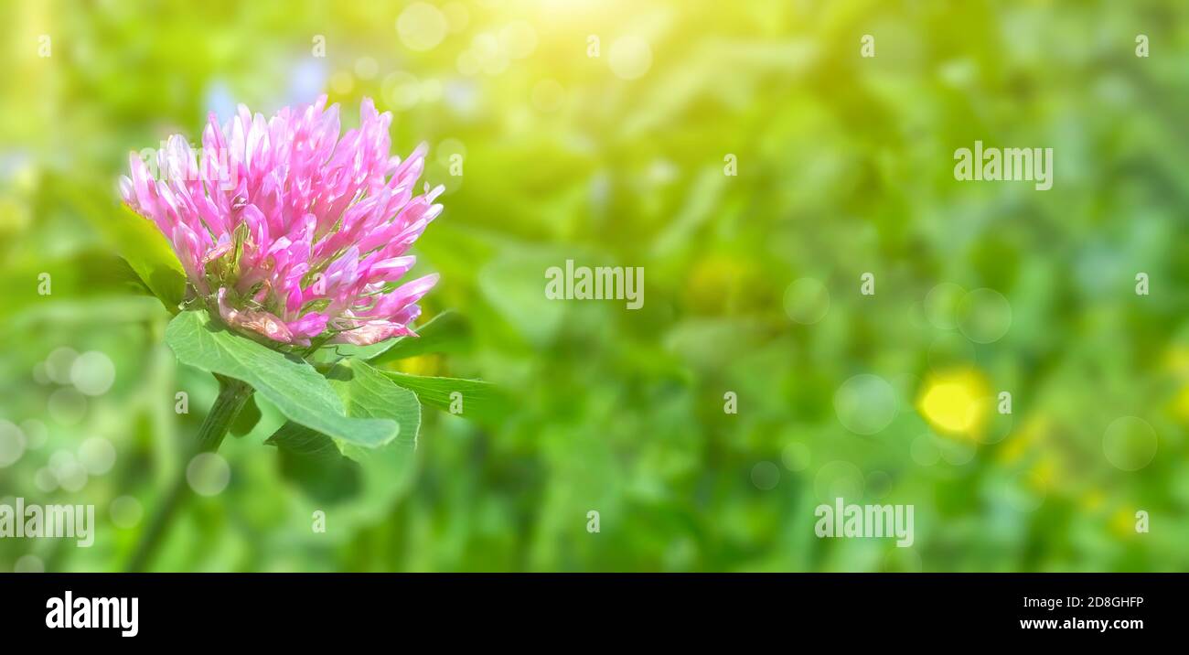 Il trifoglio in fiore è di colore viola brillante. Sfondo floreale per design, foto panoramica. Foto di alta qualità Foto Stock