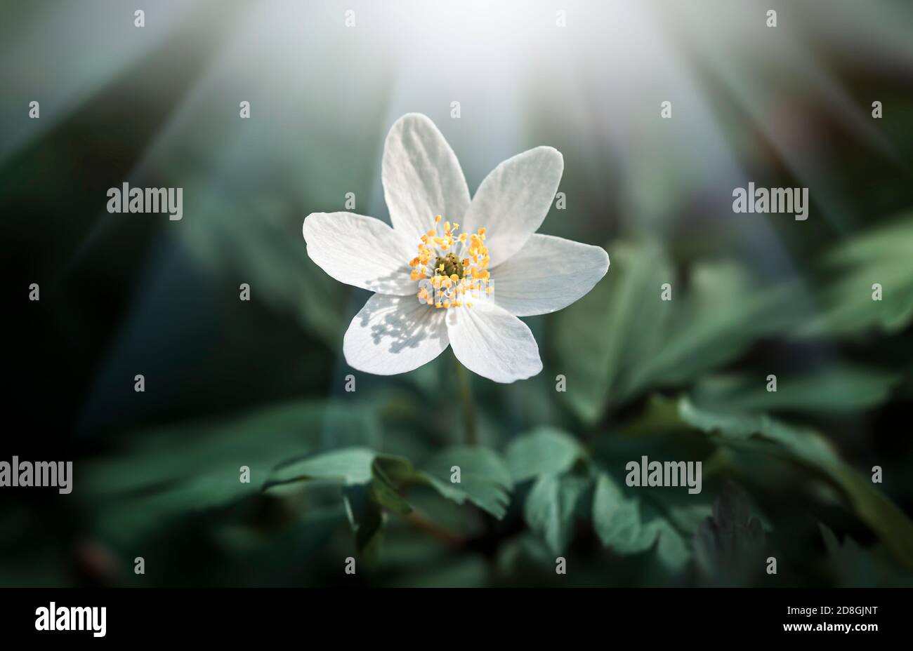 Prima primavera fiori. Anemone europeo (anemone innevato) Foto Stock