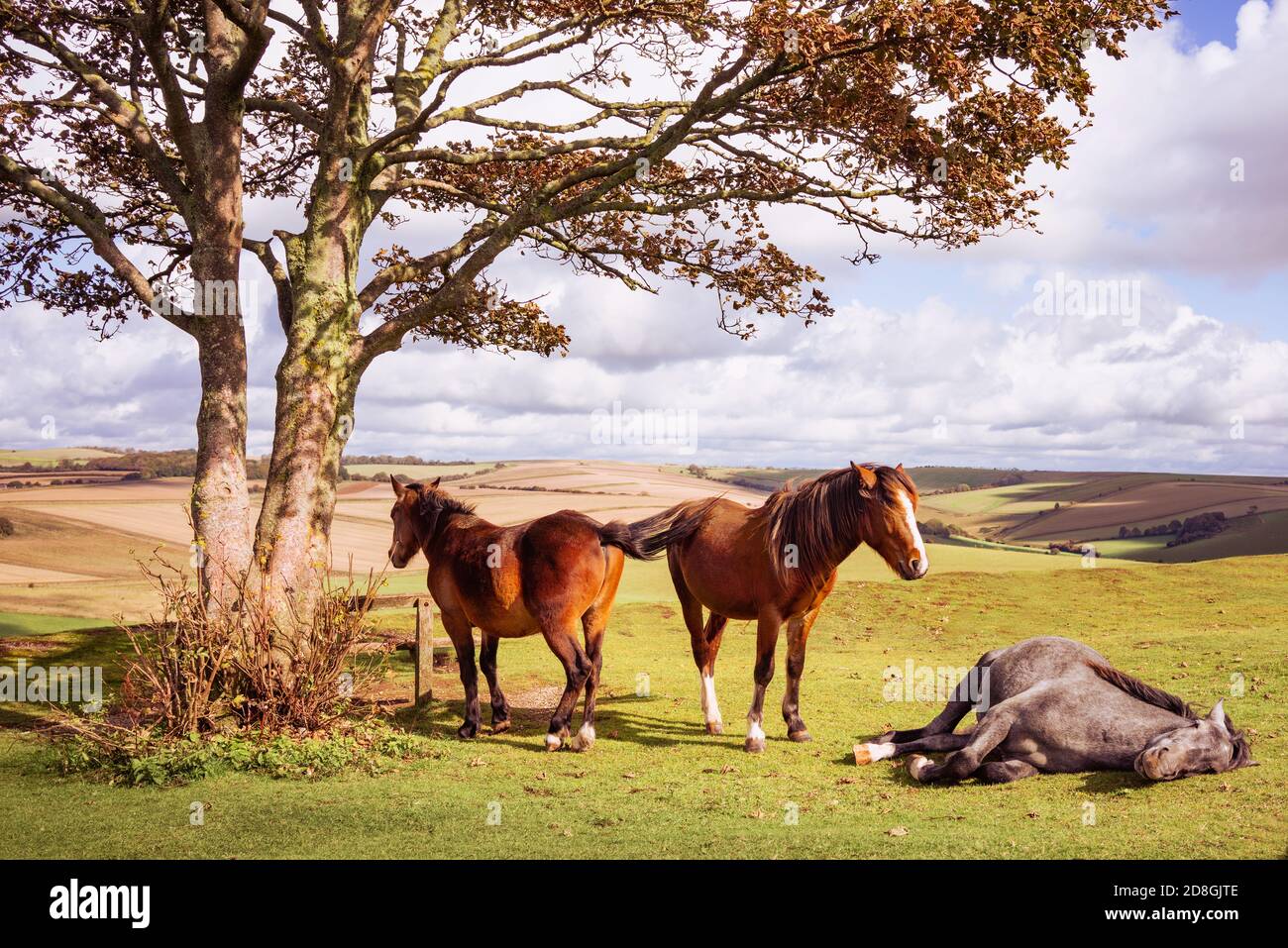 Cinque pony selvaggi sul Cissbury Ring sul South Downs con colline ondulate e terreni agricoli nel West Sussex, Inghilterra, Regno Unito Foto Stock