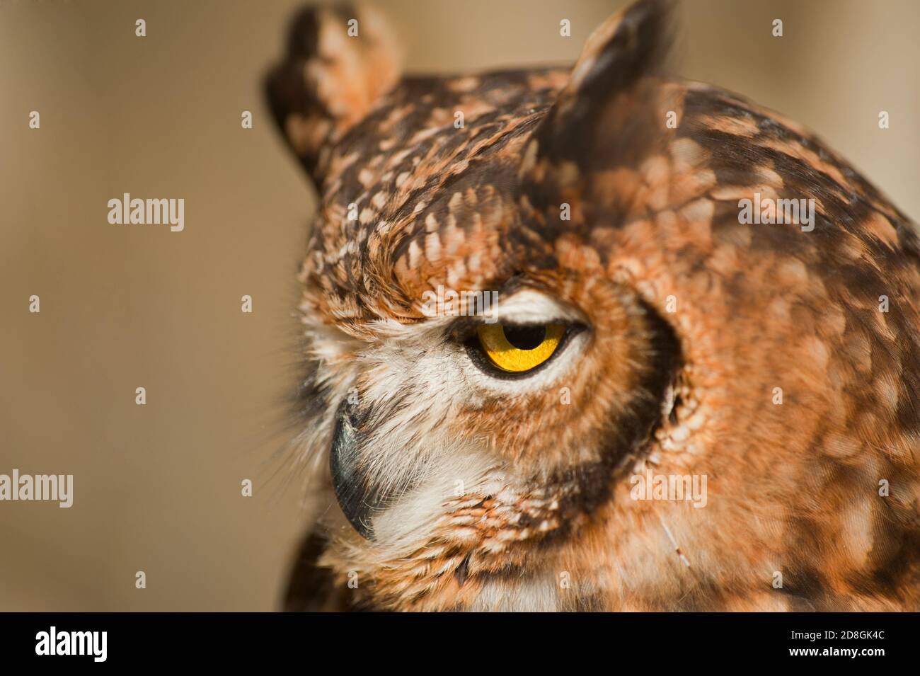 Gufo africano con becco chiuso, orecchie abbassate e sfondo bianco e terra di mora Foto Stock