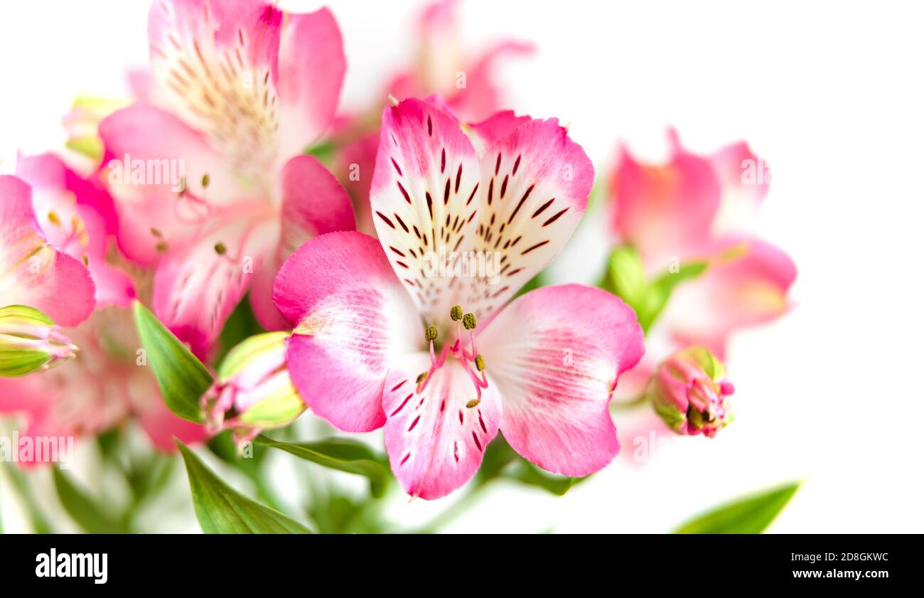Sfondo floreale. Bouquet di fiori di Alstroemeria in piena fioritura. Fiori rosa di Alstroemeria Foto Stock