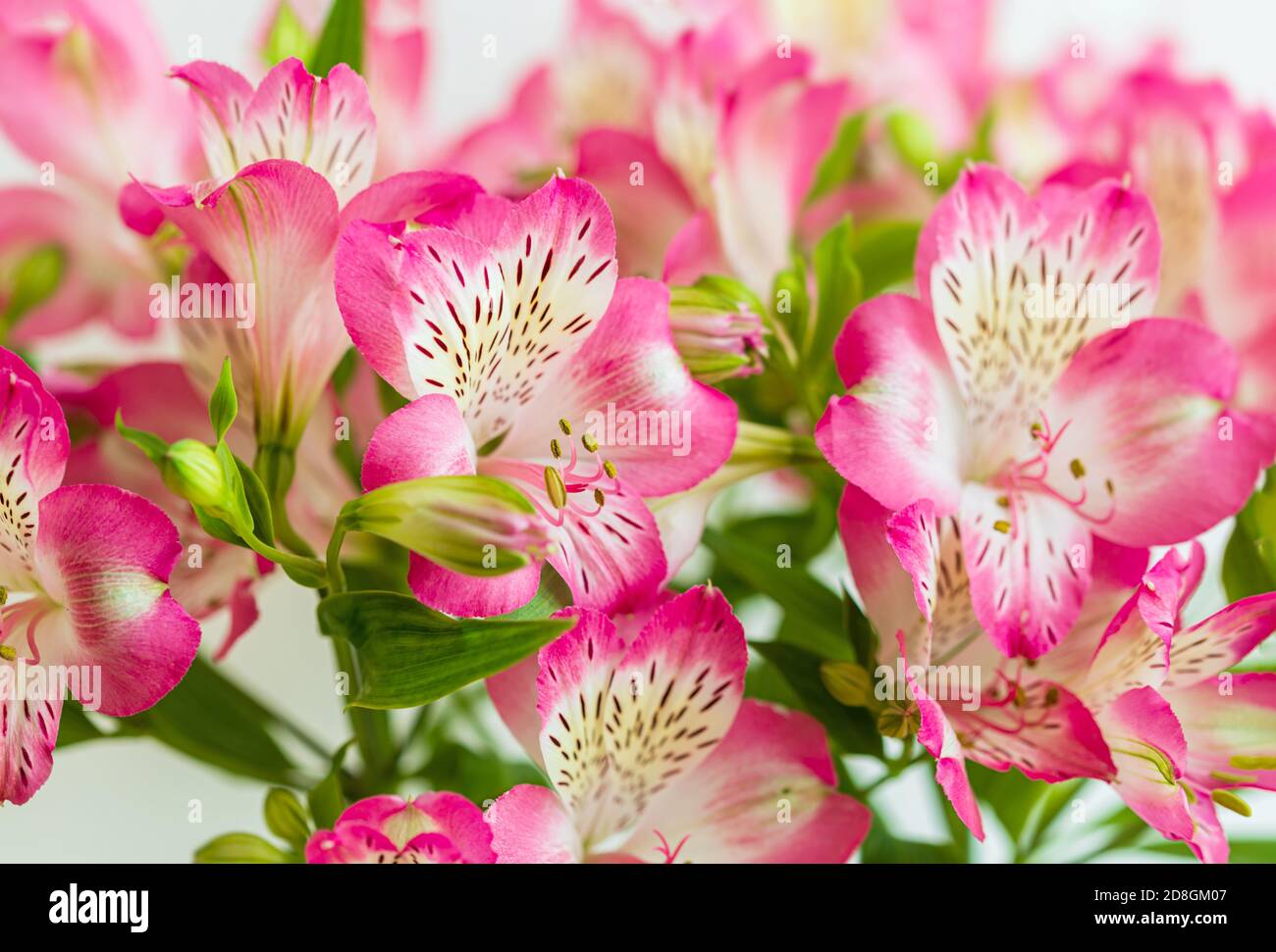Sfondo floreale. Bouquet di fiori di Alstroemeria in piena fioritura. Fiori rosa di Alstroemeria Foto Stock