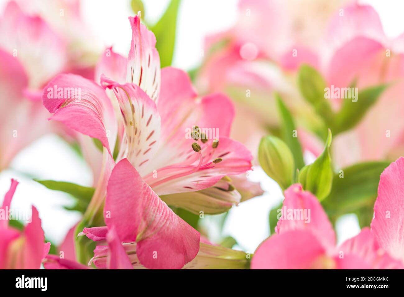 Sfondo floreale. Bouquet di fiori di Alstroemeria in piena fioritura. Fiori rosa di Alstroemeria Foto Stock