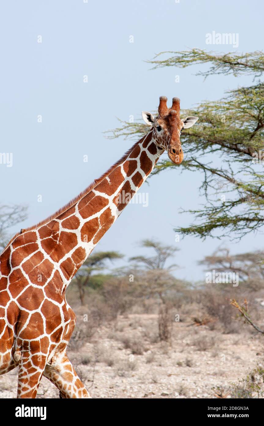 Ritratto verticale di materiale reticolato giraffe, Giraffa reticulata, nel Samburu riserva nazionale. Kenya. L'Africa. Foto Stock