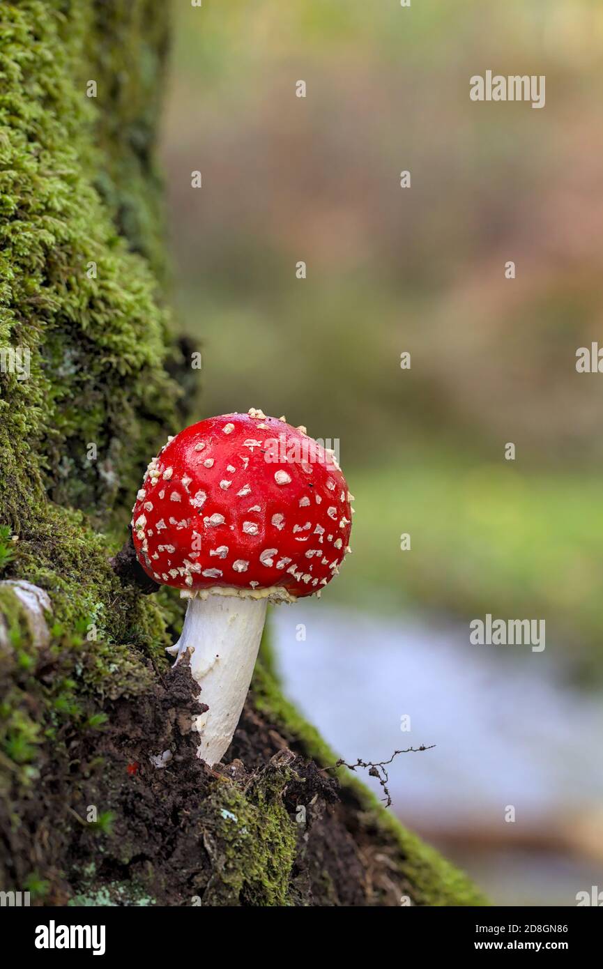 Fly Agaric Mushroom, Amanita muscaria, che cresce da UN albero muschio coperto di fronte A un ruscello. REGNO UNITO Foto Stock