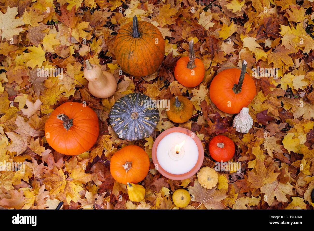 Paesaggio di Halloween autunno zucca su foglie colorate nel parco. Vista dall'alto di diversi tipi di zucche sulle foglie. Halloween, caduta e ringraziamento Foto Stock