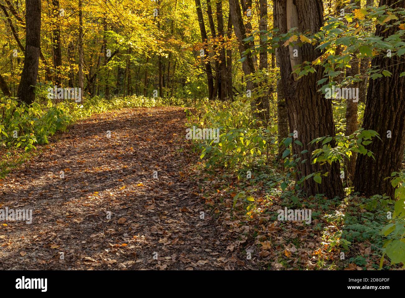 Un sentiero nel bosco in autunno Foto Stock