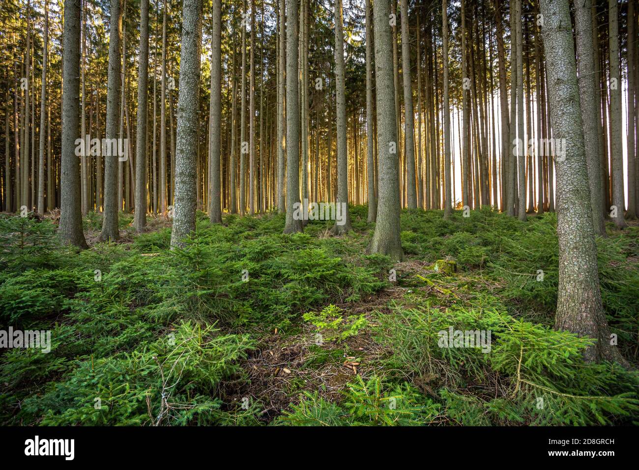 Calmante scenario di foresta scura con alberi scuri e creepy guardare, sole che illumina da lato. Cespugli verdi in primo piano Foto Stock