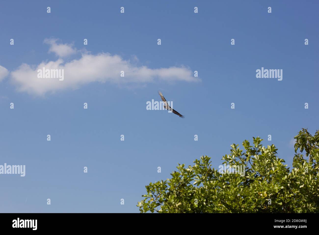 Avvoltoio in volo Foto Stock