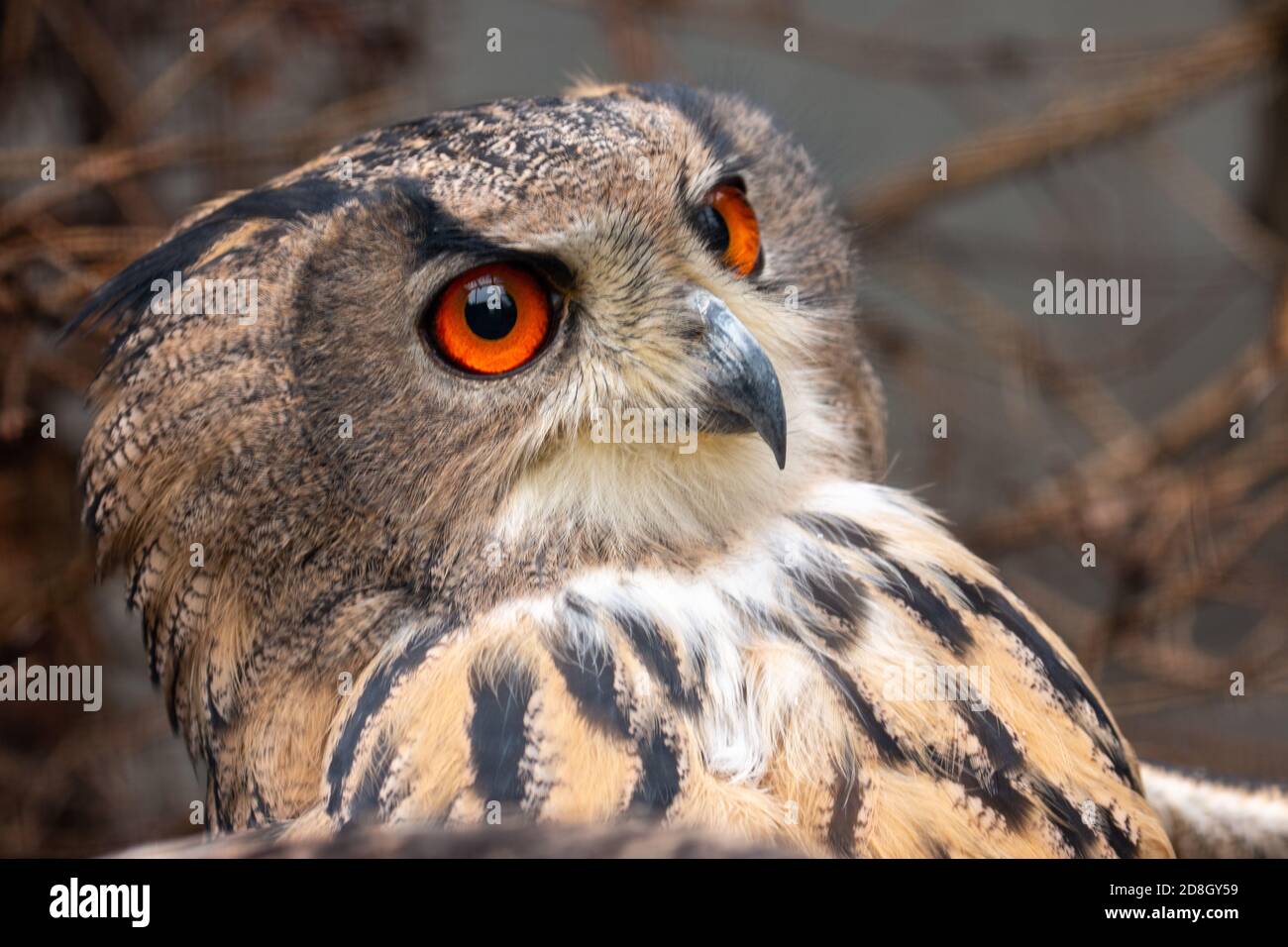 OWL - Eule - una delle specie di uccelli che non vedi molto spesso, ma solo sentire Foto Stock