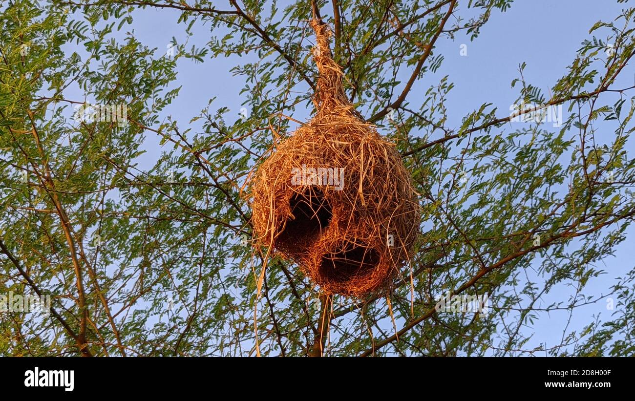 Nido di uccello appeso da un ramo dell'albero a Jaipur, India. Foto Stock