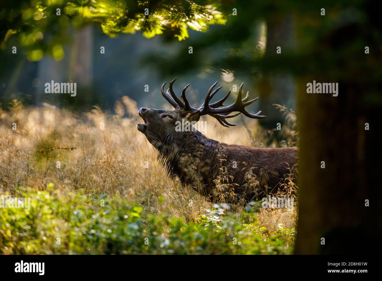 Cervi durante la stagione della caccia nella foresta Foto Stock