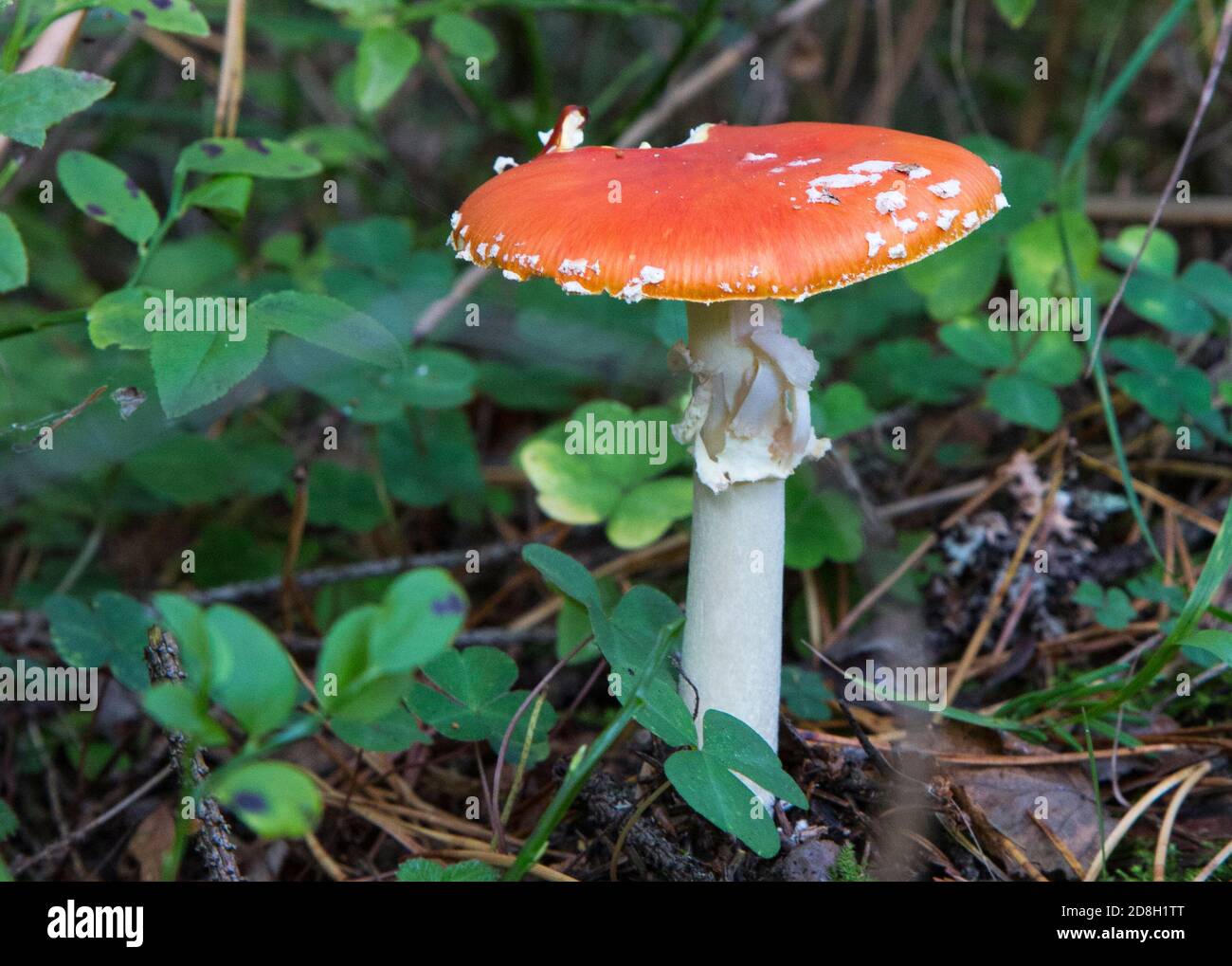 Fungo rosso . Toadstool nella foresta. Amanita Muscaria Foto Stock