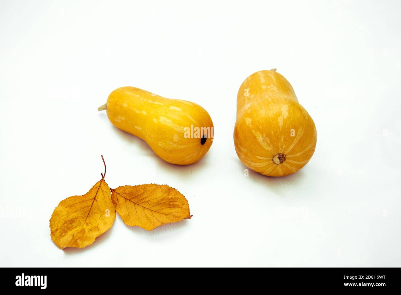 Zucche gialle su sfondo bianco con foglie gialle per la vacanza di halloween Foto Stock