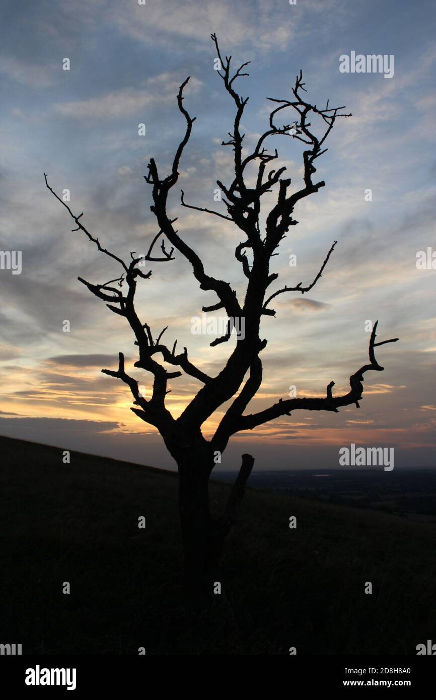 Albero spettrale Foto Stock