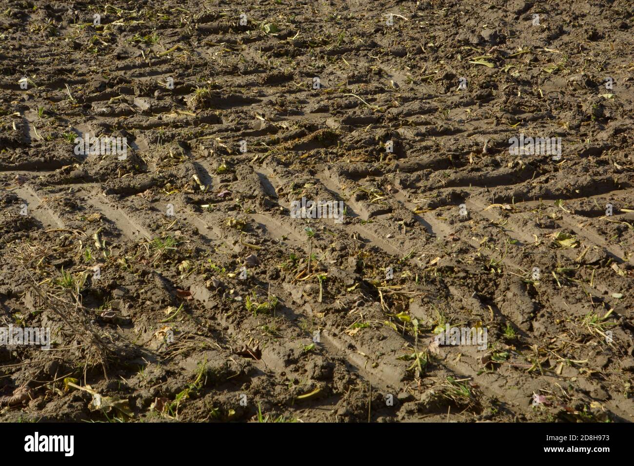 cingoli pneumatici profondi o cingoli ruote su terreno bagnato dopo vendemmia Foto Stock