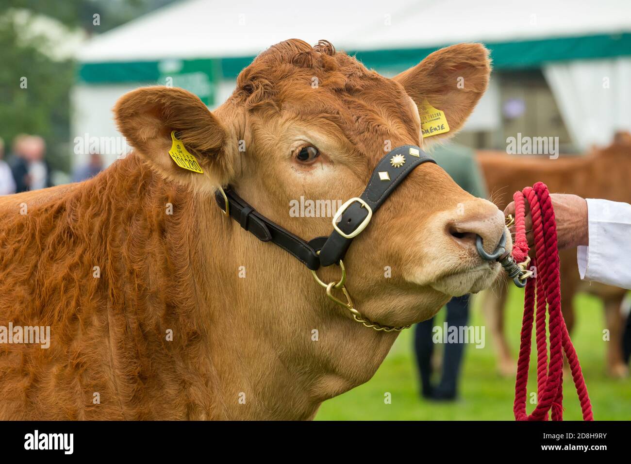 Primo piano di un grande Bull Limousin nell'anello dello spettacolo al Great Yorkshire Show, con anello nel naso e indossare un halter in pelle. 2019, Inghilterra, Regno Unito Foto Stock