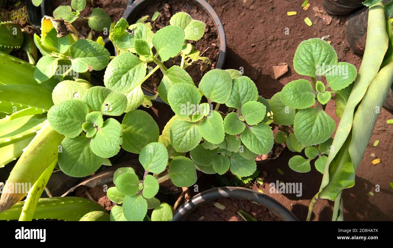 Vista di Trachyspermum ammi, Ajwain o della pianta di Ajwain Foto Stock