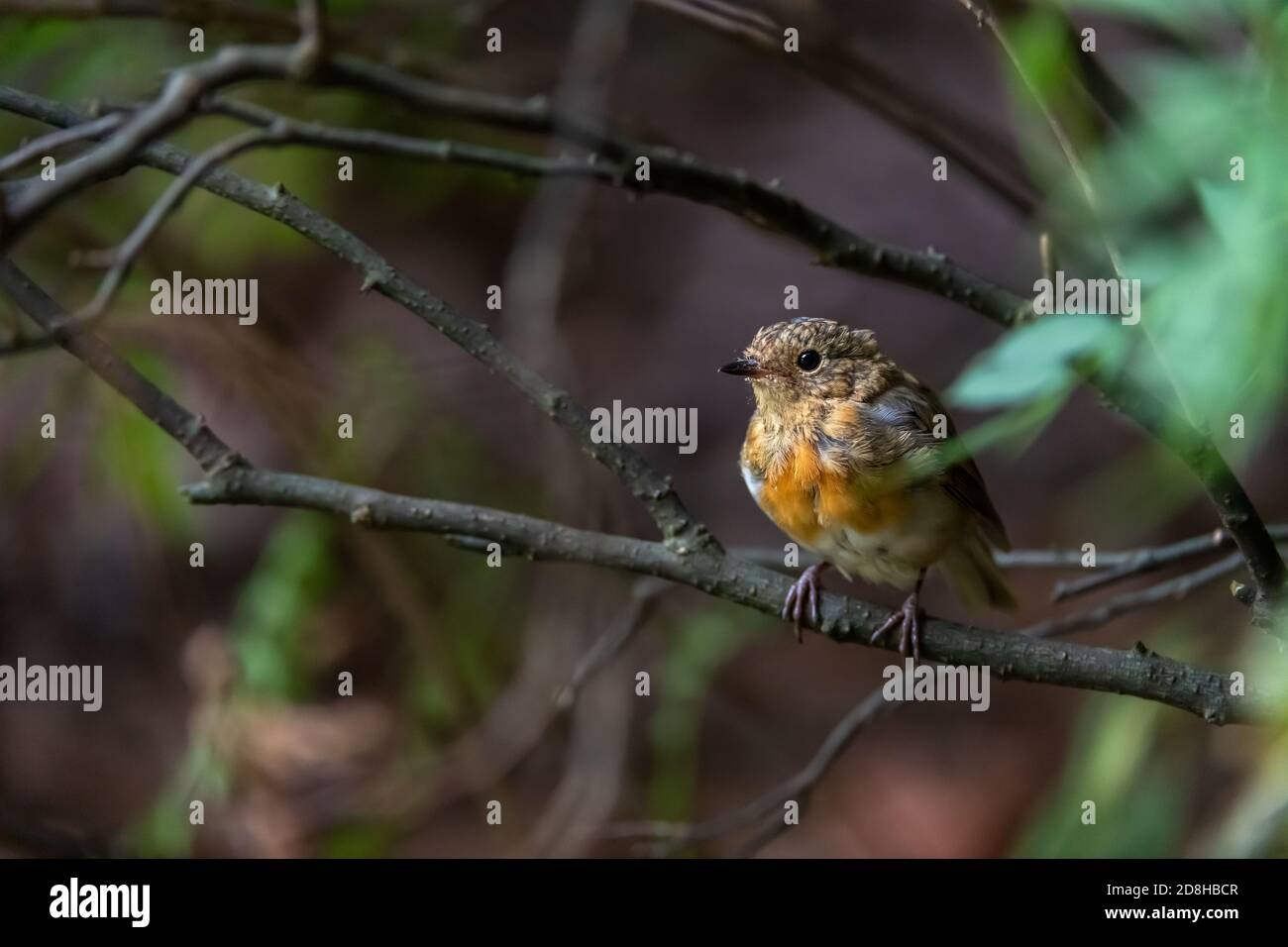 Un Robin giovanile colorato seduto su un ramo di albero Foto Stock