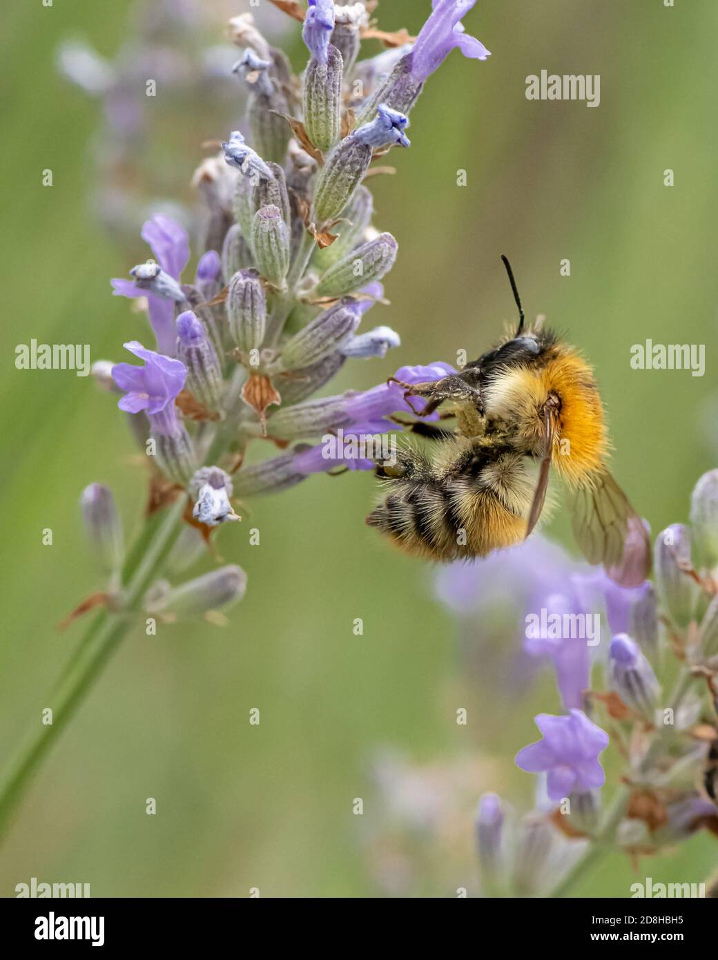 Con le gambe rivestite di polline, un'ape comune di carder pende dalla corolla di un fiore di lavanda di spica. Foto Stock
