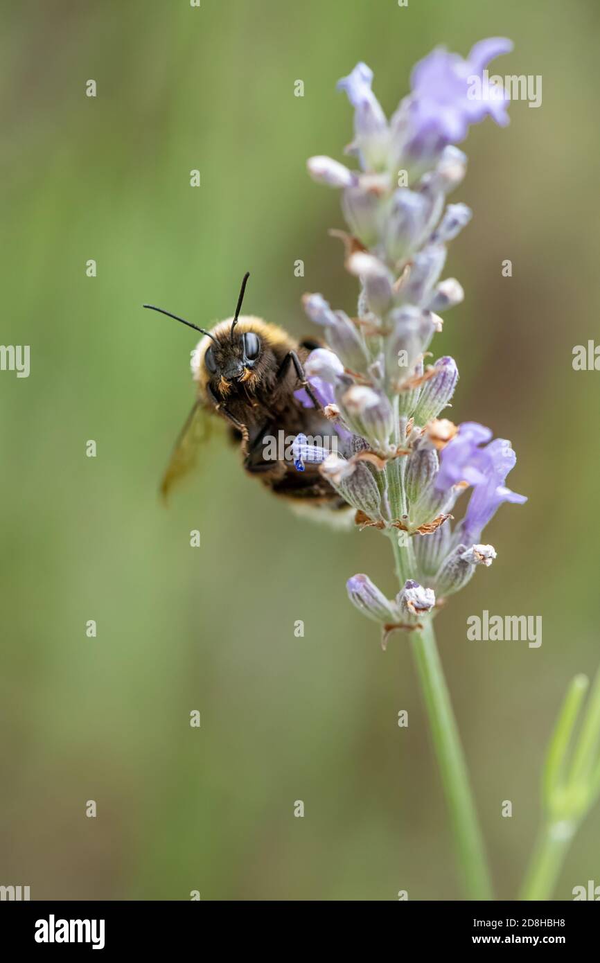 Un bumblebee sorridente dalla coda bianca si aggraffa ad un fiore di lavanda. Foto Stock