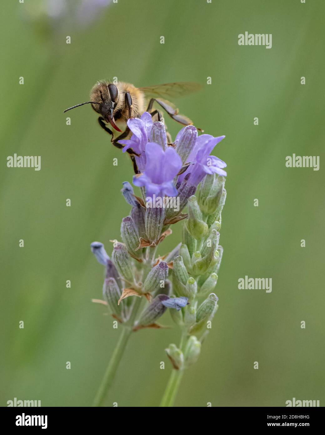 Un'ape di miele abbassa il suo proboschi verso la corolla di un fiore di spica di lavanda nella ricerca del polline. Foto Stock