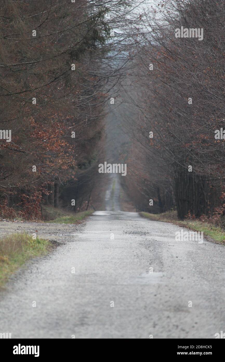 vista sulla strada autunnale Foto Stock