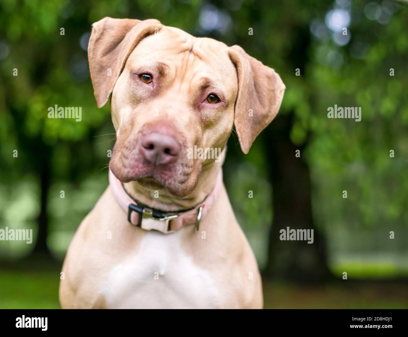 Un cane di razza mista Retriever x Hound che guarda il telecamera con inclinazione della testa Foto Stock