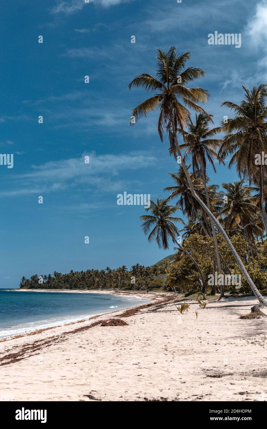 Una vuota spiaggia paradisiaca con palme, sabbia bianca e acque turchesi a marie galante, Guadalupa Foto Stock