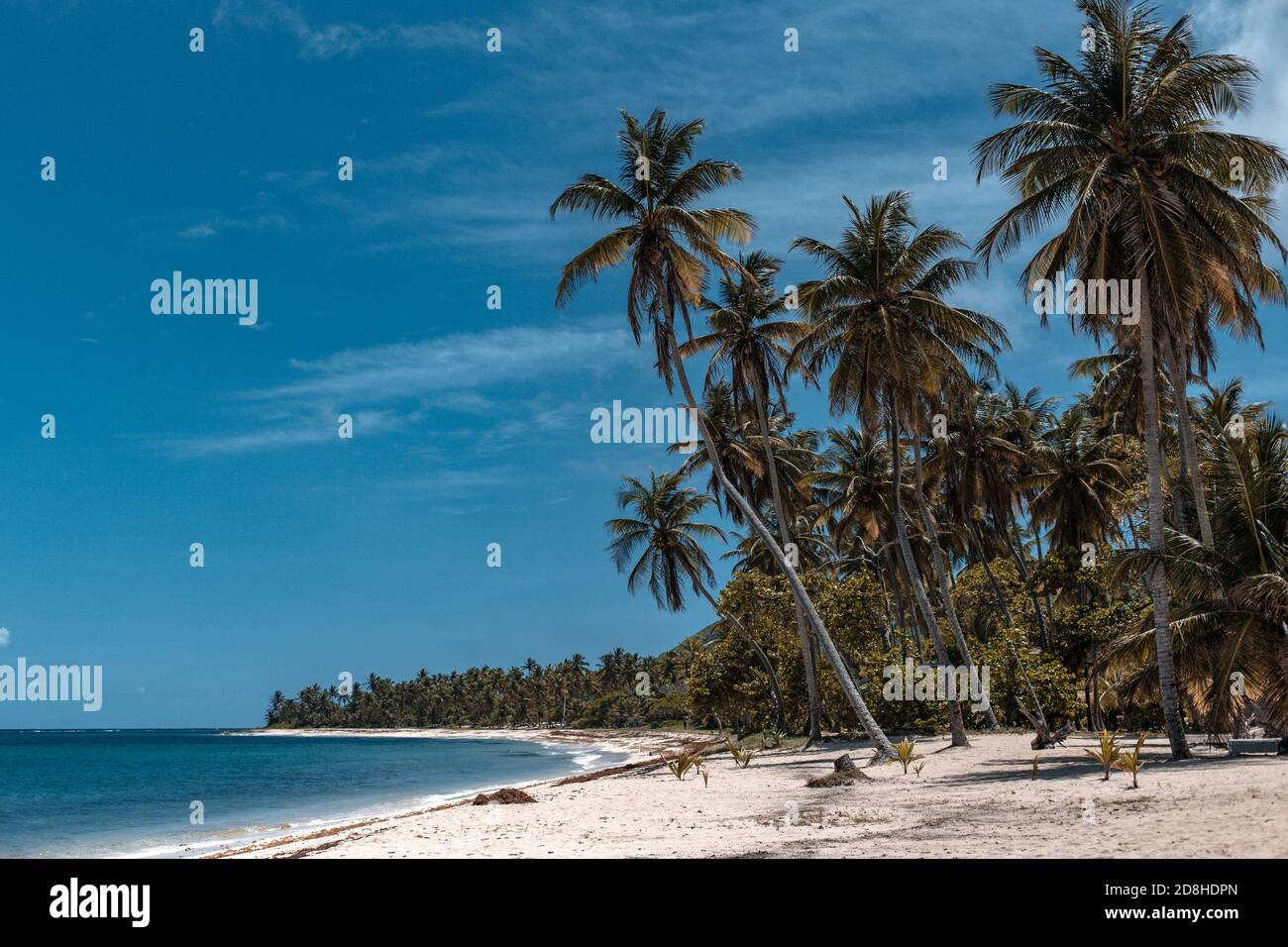 Una vuota spiaggia paradisiaca con palme, sabbia bianca e acque turchesi a marie galante, Guadalupa Foto Stock