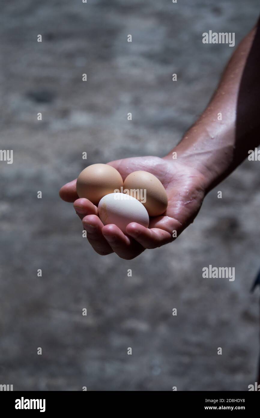 tenere a mano tre uova fresche Foto Stock